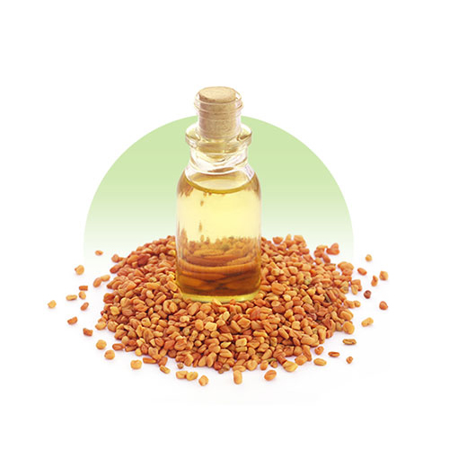 Fenugreek