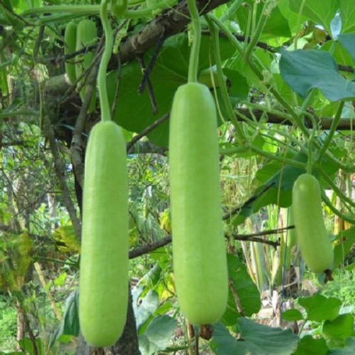 bottle-gourd